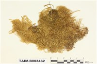 藏品(扭葉苔科)的圖片